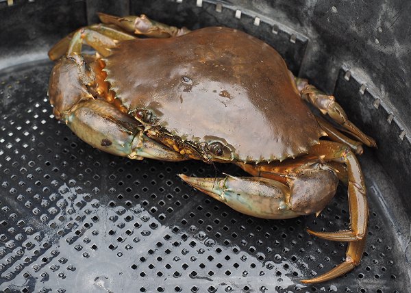 浜名湖湖アユ（アユゴ）の盛り・ギンポ・アナゴ・浜名湖ドウマン