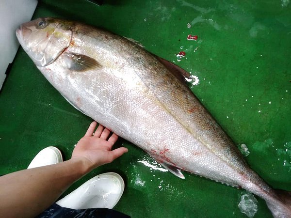 海老仙が選ぶ天然ヒラマサ・天然カンパチ捌いています！海老仙加工場のオススメ