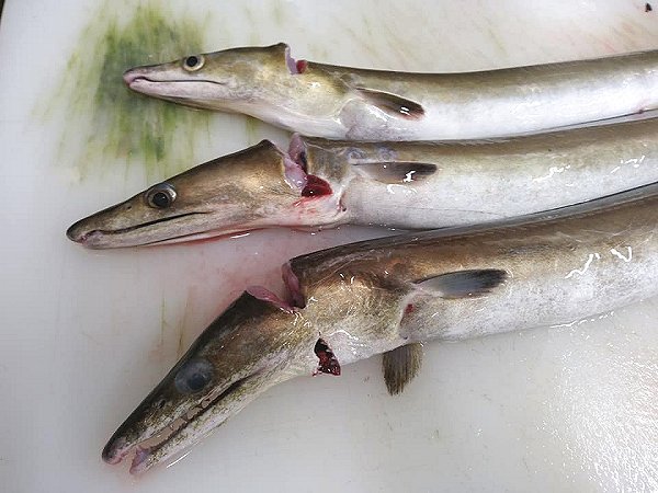 海老仙の浜名湖遠州灘の地魚 うなぎの紹介