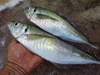 舞阪漁港の活マアジ、ヒイカ始まる、土日はシラス漁・タチアジ漁休漁