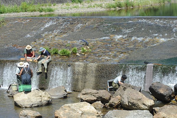 浜名湖発「二ホンウナギ資源回復プロジェクト2019」と連携、浜名湖に注ぐ河川に遡上を助ける芝マット設置