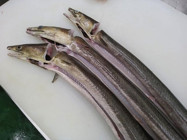 海老仙の浜名湖遠州灘の地魚 うなぎの紹介