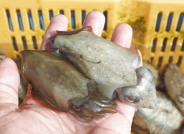 海老仙の浜名湖遠州灘の地魚 うなぎの紹介