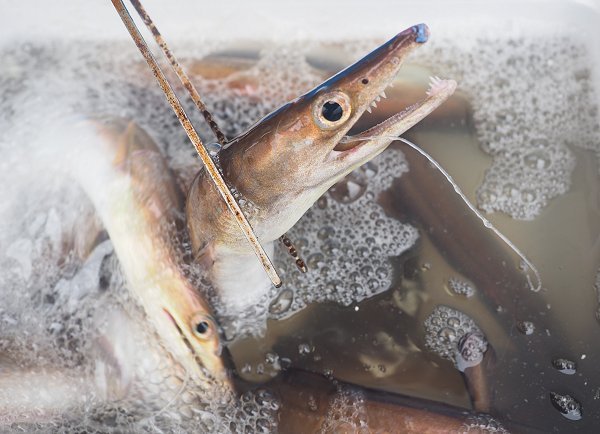 海老仙の浜名湖遠州灘の地魚 うなぎの紹介