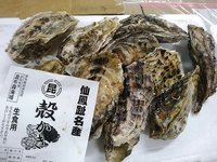 北海道厚岸仙鳳趾の殻付き生牡蠣、浜名湖クマエビ、浜名湖ドウマン、ガザミ揃います