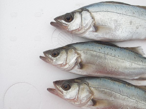 海老仙の浜名湖遠州灘の地魚 うなぎの紹介