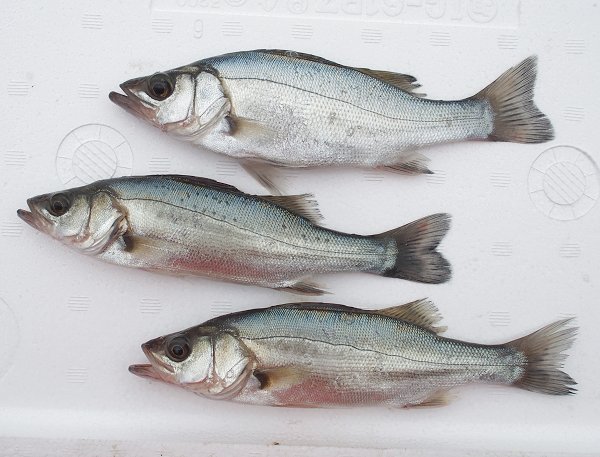 海老仙の浜名湖遠州灘の地魚 うなぎの紹介