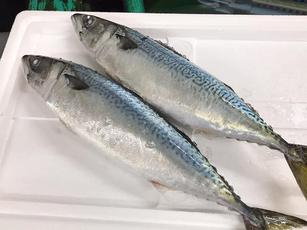 千葉釣りクロムツ・釣りタチ、氷見活〆天然ブリ！サワラ、浜名湖活ヒラメ、仙鳳趾殻付き生牡蠣・加熱用牡蠣、タラ白子揃います