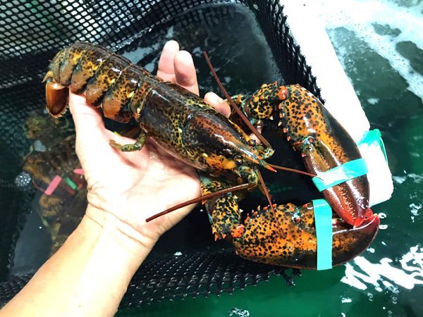 浜名湖牡蠣、北海道厚岸殻付き生牡蠣、浜名湖ドウマン・ガザミ、タラ白子・生ホタテ貝柱、カナダ産オマール・大粒アサリ