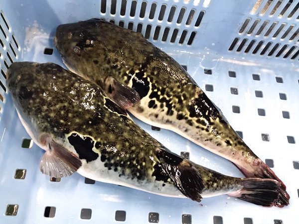 北海道氷〆天然ブリ・サンマ。遠州灘天然とらふぐ、千葉サワラ、浜名湖活ヒラメ、長崎ハーブ鯖揃います