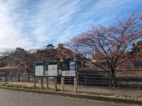 掛川桜が見頃に 2024/02/27 23:10:00
