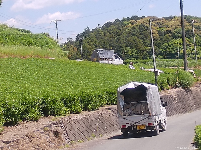 一番茶摘採期