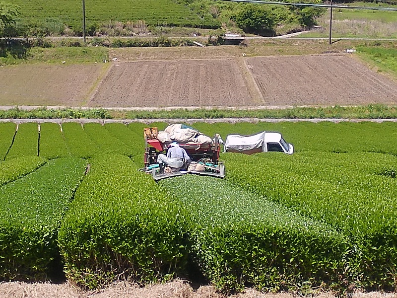 一番茶摘採期