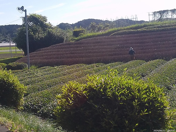 二番茶生産期