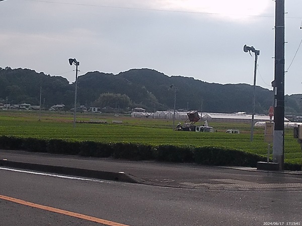 二番茶生産期