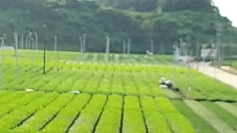 秋冬番茶の生産