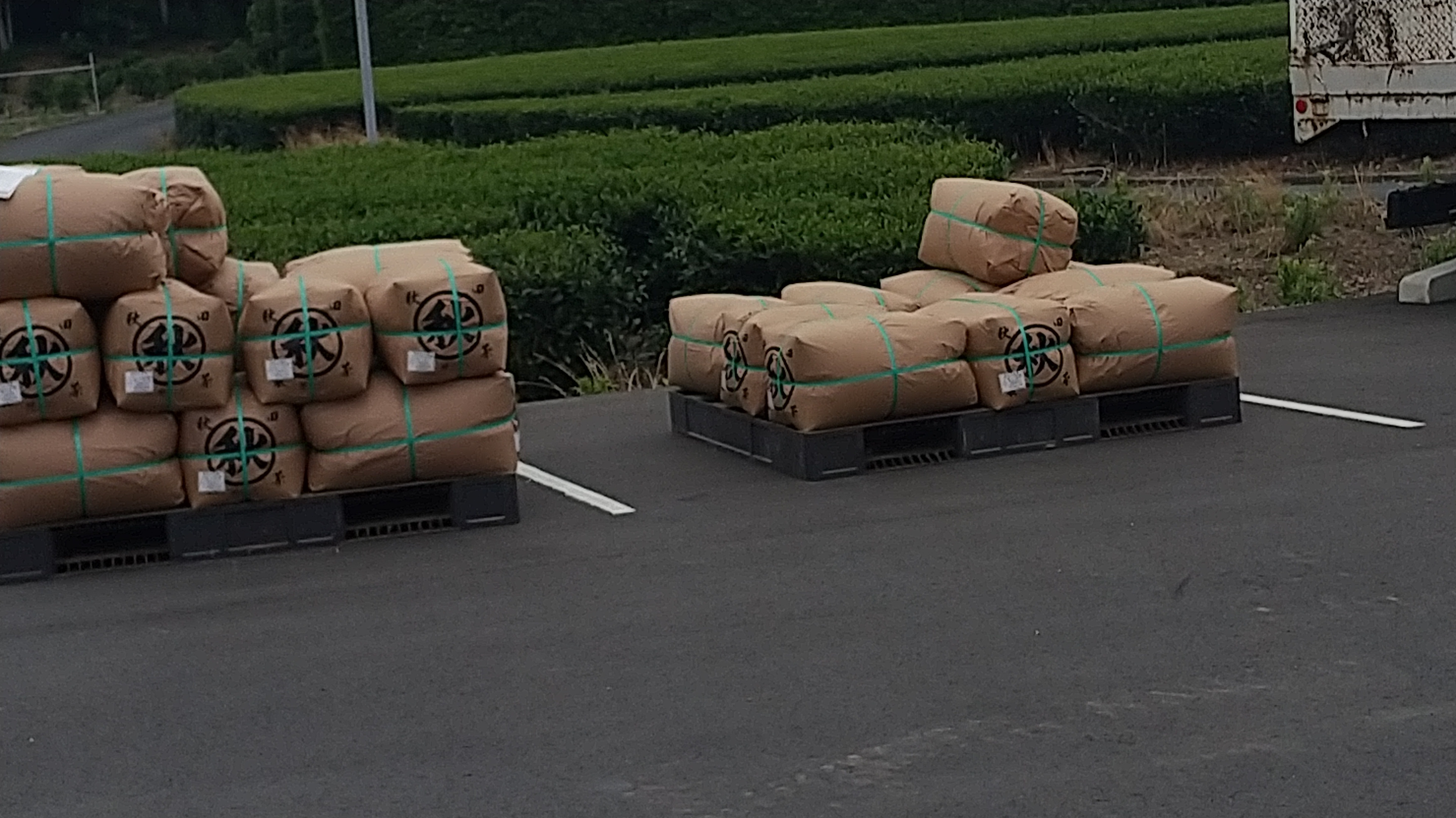 二番茶シーズンも