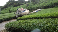 機械摘みについて　その2 2024/04/26 12:48:56