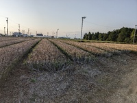 二番茶を前に 2024/06/04 21:44:00