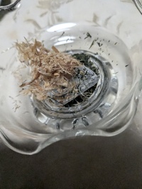 茶節 2024/08/10 21:28:00
