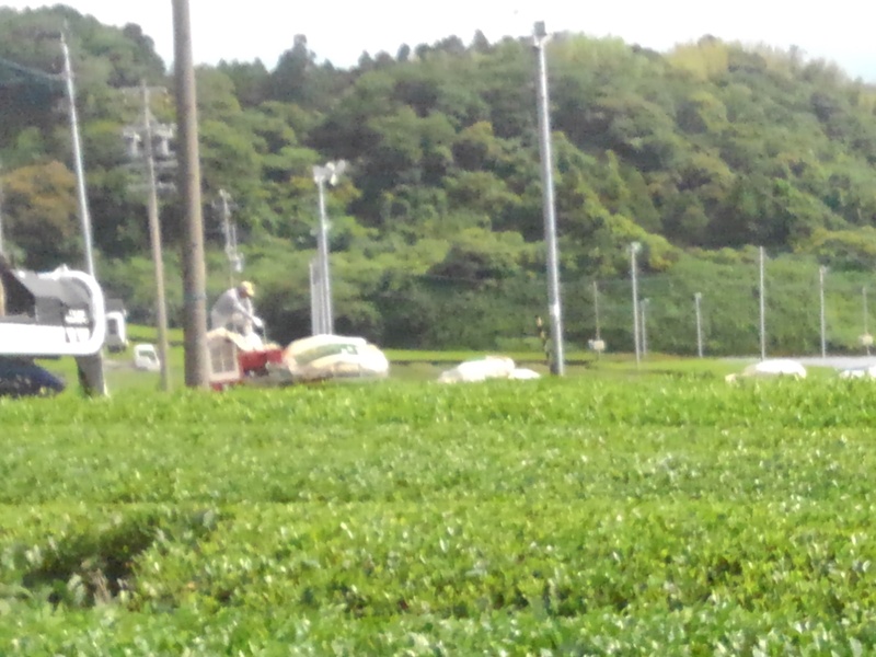 二番茶生産