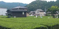 二番茶も終盤からその後 2023/06/28 06:26:47