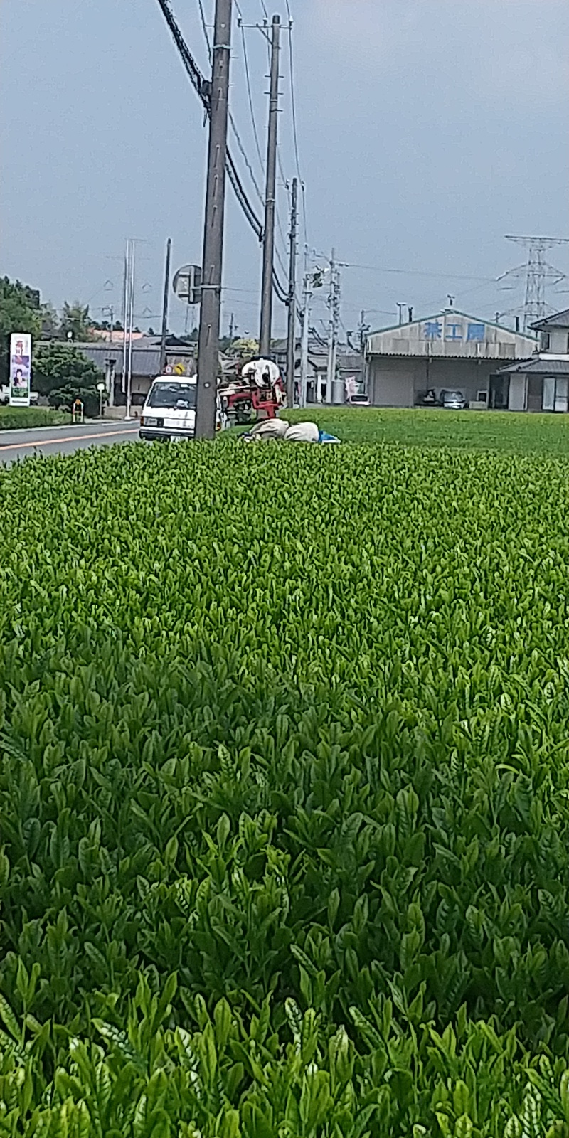今シーズンの新茶と一番茶摘採