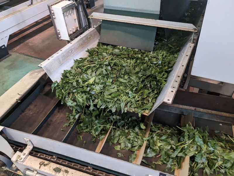 今年の秋冬番茶
