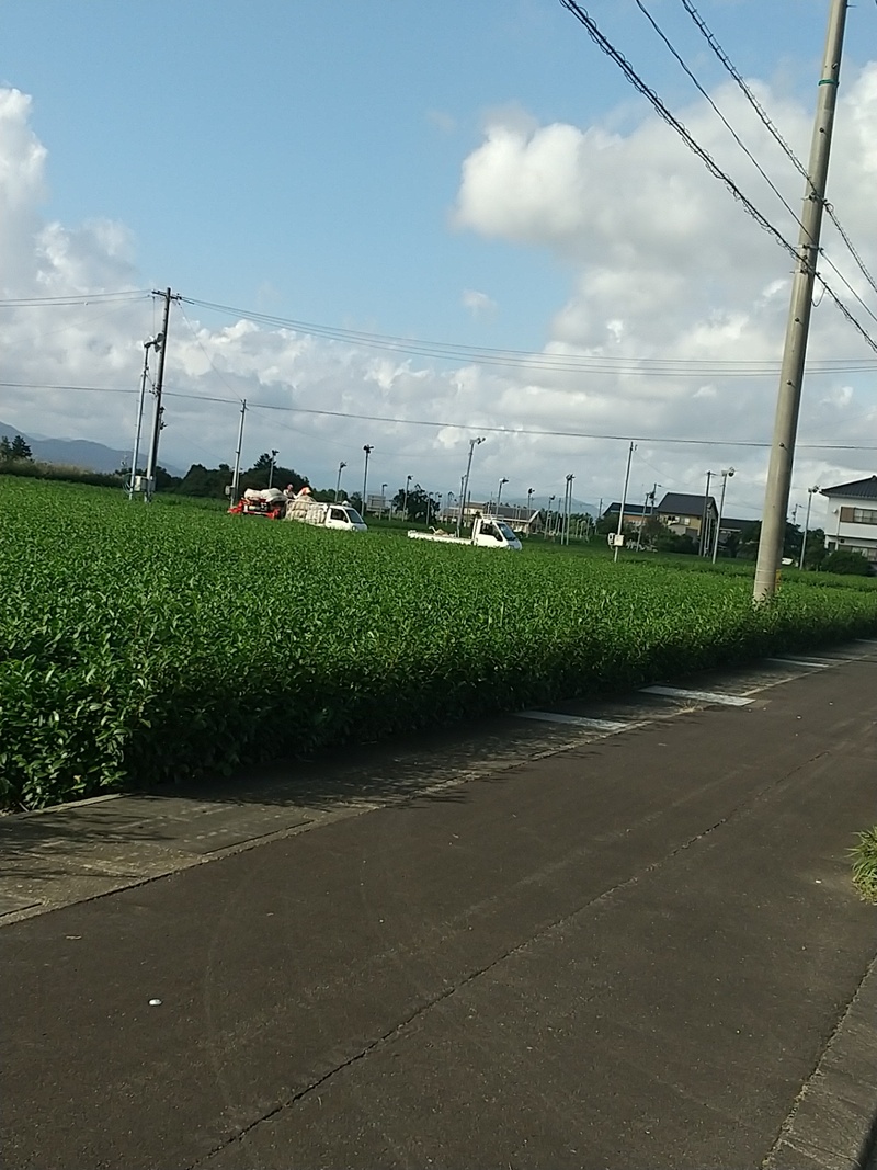 今年の秋冬番茶生産