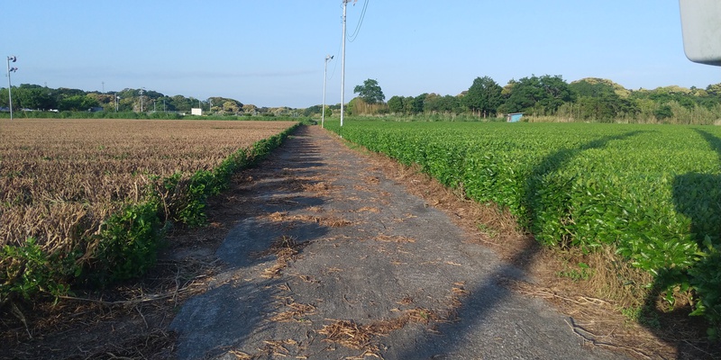 一番茶後整枝か刈番か