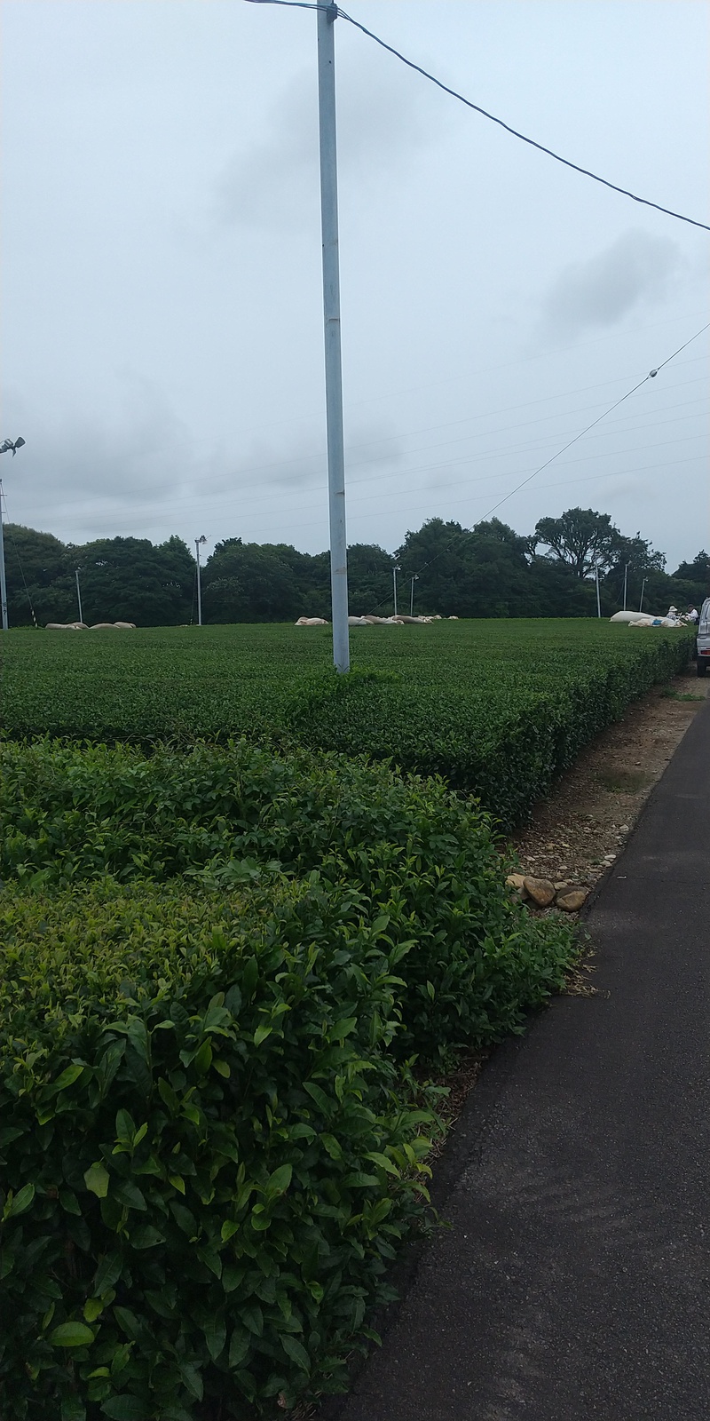二番茶生産と荒畑園の新茶