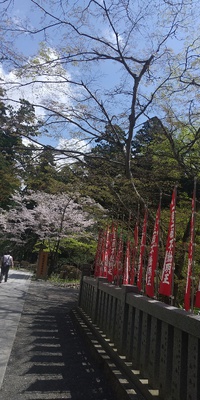 桜満開に 2023/03/30 06:07:25