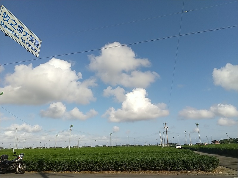 今年の秋冬番茶生産