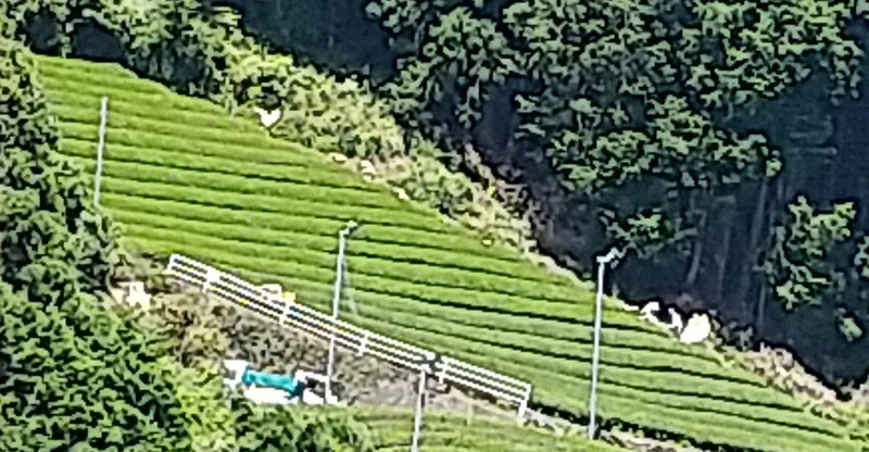 二番茶生産はピークに