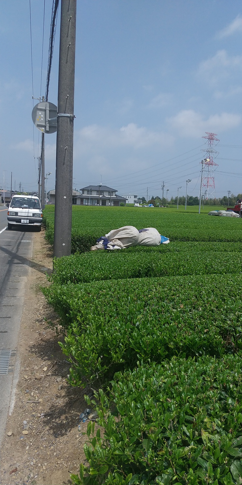 今シーズンの新茶と一番茶摘採