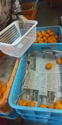 今年のみかんと昨年の収穫量 2022/12/17 08:54:08