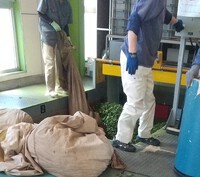 二番茶生産はピークに 2023/06/19 00:25:30