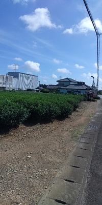 秋冬番茶生産 2022/10/04 14:53:52