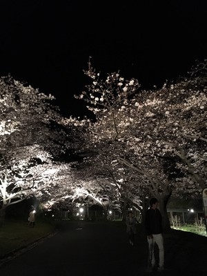 夜桜。