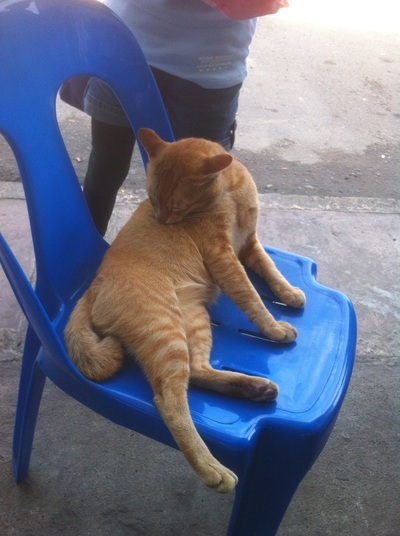 エマ観光浜松支店よりお送りする☆世界ネコ歩き～猫好きに送る記事～