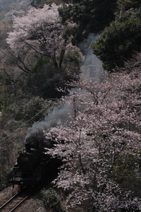 桜シーズンが本格的に到来です！！