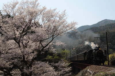 桜シーズンが本格的に到来です！！