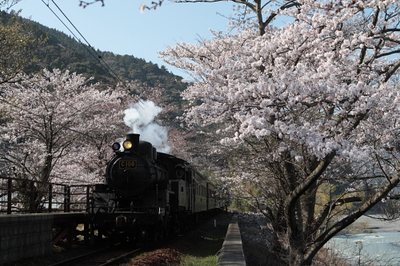桜シーズンが本格的に到来です！！