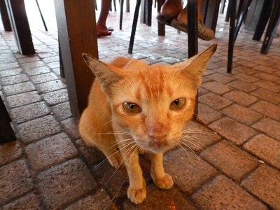 エマ観光浜松支店よりお送りする☆世界ネコ歩き～猫好きに送る記事～