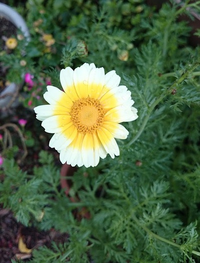 春菊の花が咲きました