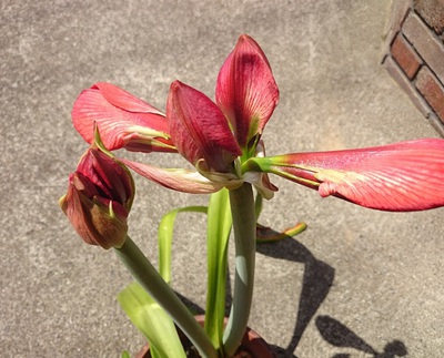 庭の花