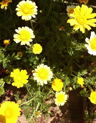 庭の花