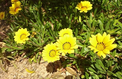 庭の花