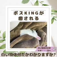 【ポスKING癒し画像】この白い物体は何だと思いますか ?