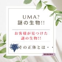 【新種発見?】UMA?謎の生物 ! !
